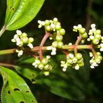 Miconia ciliata 叶