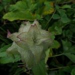 Ajuga lupulina Elinympäristö