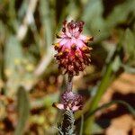 Platycapnos spicata 花