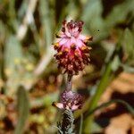 Platycapnos spicata Flower