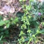 Rumex pulcher Λουλούδι