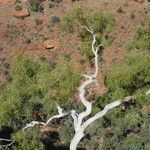 Eucalyptus camaldulensis Кара