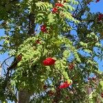 Sorbus aucupariaФрукт