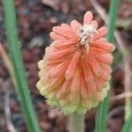 Kniphofia caulescens