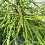 Cryptomeria japonica पत्ता