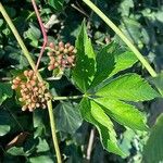 Parthenocissus inserta その他の提案