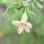 Lycium tenuispinosum Flower