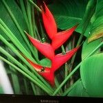 Heliconia bihai Blomma