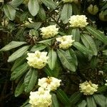 Rhododendron macabeanum Çiçek