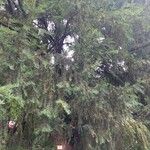 Taxus baccata Hoja