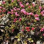 Kalmia procumbens Flower