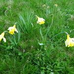 Narcissus bicolor Habit