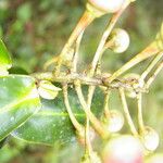 Schwartzia brenesii Fruto