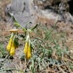 Onosma erecta Blodyn