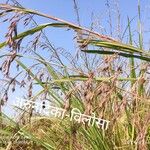 Themeda villosa Folha