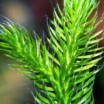 Lycopodium clavatum Blad