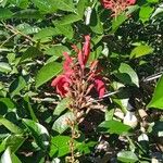 Erythrina crista-galli Kukka