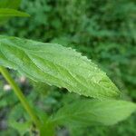 Epilobium roseum Fuelha