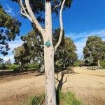 Corymbia maculata Casca