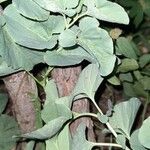 Aristolochia bracteolata Листок