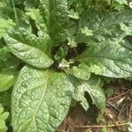 Mandragora autumnalis Leaf