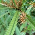 Cyperus odoratus Fulla