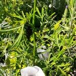 Alyogyne hakeifolia Blodyn