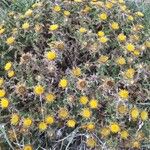 Carlina corymbosa Fleur