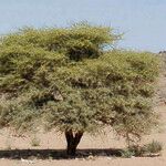 Acacia ehrenbergiana Агульны выгляд