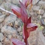 Serapias orientalis Flor