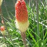 Kniphofia × praecox फूल