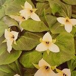 Trillium erectum Цветок