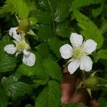 Rubus rosifolius Leaf