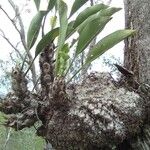 Myrmecodia tuberosa Bark