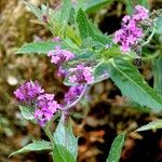 Verbena rigida Flor