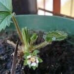 Potentilla heptaphylla 葉