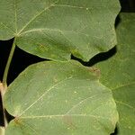 Jatropha costaricensis Feuille