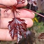 Hibiscus acetosella Blad