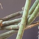 Rhipsalis grandiflora Leaf