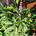 Vitex negundo Pokrój