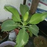 Kalanchoe laetivirens برگ