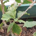 Juanulloa mexicana Hoja
