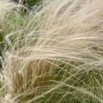 Stipa pennata Листок