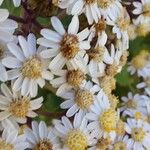 Pericallis murrayi Кветка