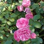 Rosa × damascena फूल