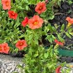 Calibrachoa parviflora Flower