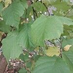 Corylus americana Leaf