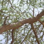 Vachellia nilotica Casca