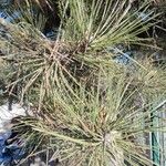 Pinus nigra Fulla