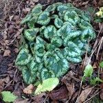 Cyclamen hederifolium 整株植物